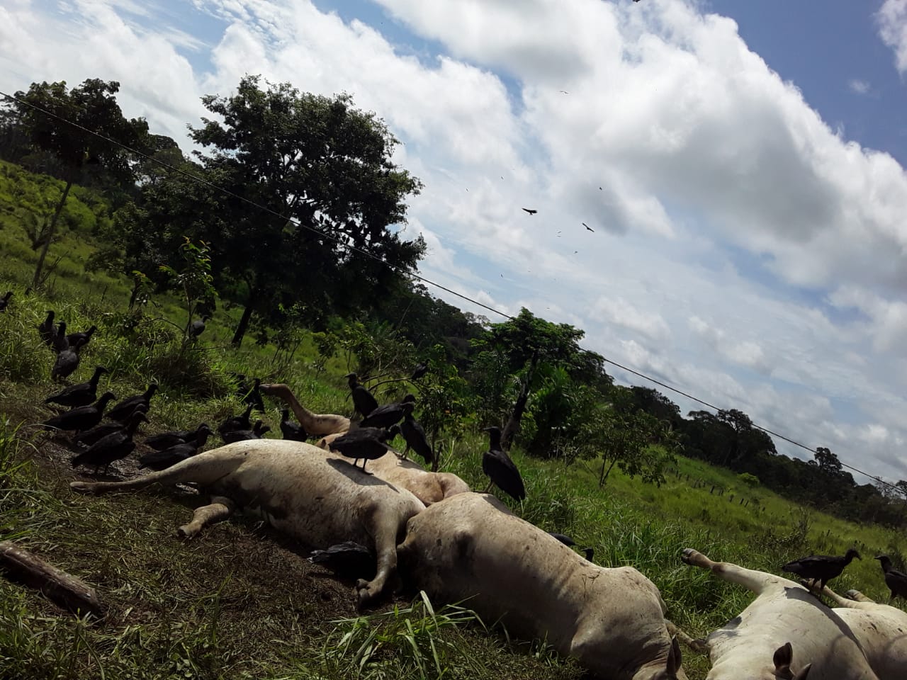 Gado morre eletrocutado em ramal no Bujari e donos acusam Energisa de negligência